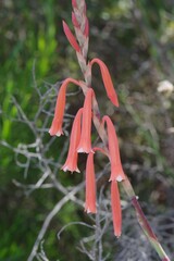 Watsonia aletroides