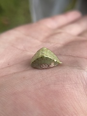Prolimacodes badia