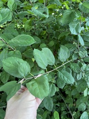 Rhamnus