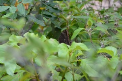 Morpho helenor octavia