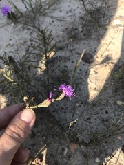 Liatris cymosa