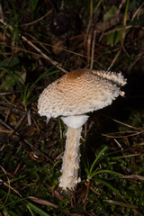 Lepiota clypeolaria