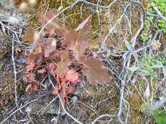 Heuchera