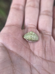 Prolimacodes badia