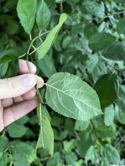 Rhamnus
