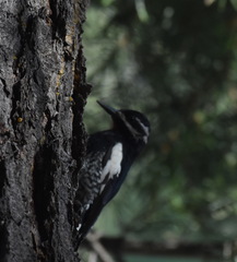 Sphyrapicus thyroideus