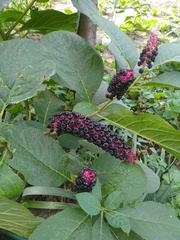Phytolacca acinosa