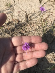 Liatris cymosa
