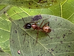 Camponotus americanus