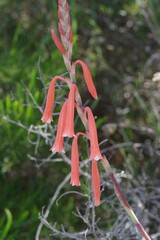 Watsonia aletroides