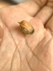 Prolimacodes badia