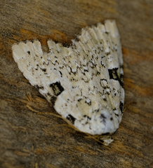 Leuconycta
