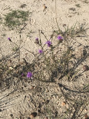 Liatris cymosa