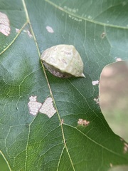 Prolimacodes badia