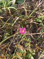 Centaurium littorale