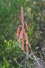 Watsonia aletroides