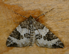 Eulithis explanata