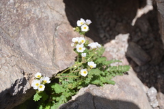 Polemonium pulcherrimum shastense