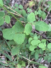 Desmodium marilandicum