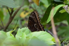 Morpho helenor octavia