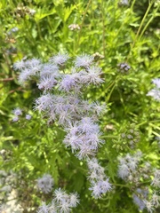 Conoclinium dissectum