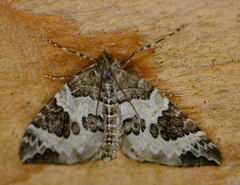Eulithis explanata