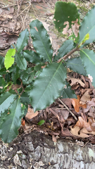 Photinia serratifolia