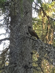 Perisoreus infaustus