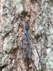 Tipula