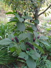 Phytolacca acinosa