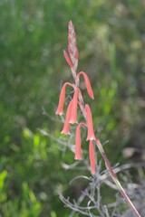 Watsonia aletroides