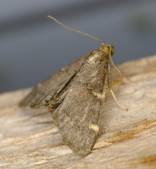 Hypsopygia