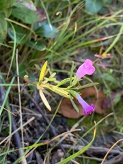 Agalinis neoscotica
