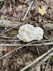 Entoloma abortivum