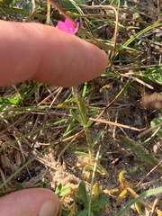 Centaurium littorale