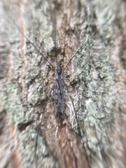 Tipula