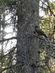 Perisoreus infaustus