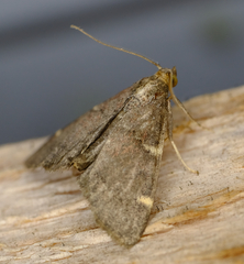 Hypsopygia