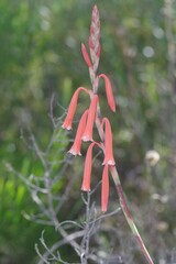 Watsonia aletroides