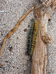 Bombycomorpha bifascia