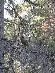 Perisoreus infaustus