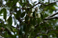 Eugenia acapulcensis