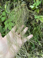 Poa nemoralis