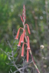 Watsonia aletroides