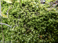 Lethocolea
