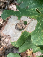 Tischeria quercitella