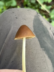 Parasola conopilea