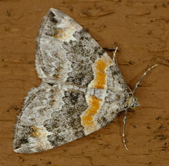 Dysstroma hersiliata