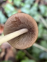 Parasola conopilea