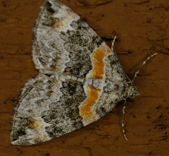 Dysstroma hersiliata